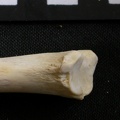 Tibia : partie distale (6630 visites) Gulo gulo - Mâle - Adulte - Élément droitCollection : Département d'Ostéologie du Musée Nation... Tibia : partie distale