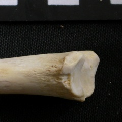 Tibia : partie distale (6637 visites) Gulo gulo - Mâle - Adulte - Élément droitCollection : Département d'Ostéologie du Musée Nation... Tibia : partie distale