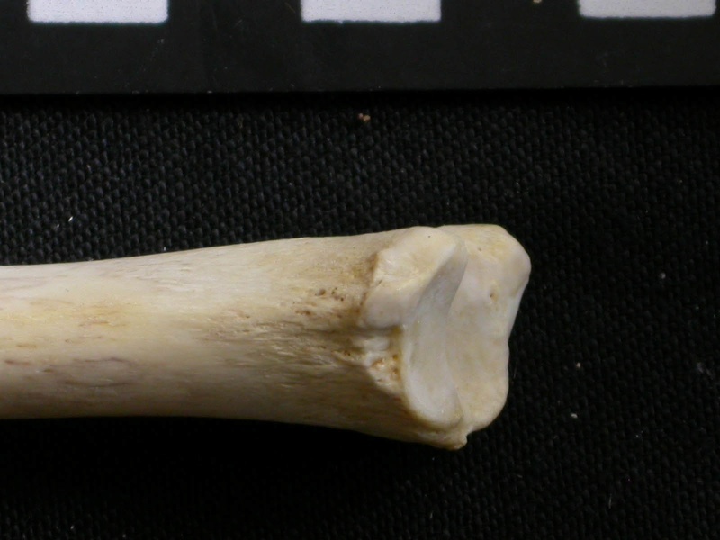 Tibia : partie distale (6641 visites) Gulo gulo - Mâle - Adulte - Élément droitCollection : Département d'Ostéologie du Musée Nation... Tibia : partie distale