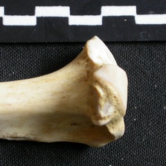 Tibia : partie proximale (6936 visites) Gulo gulo - Mâle - Adulte - Élément droitCollection : Département d'Ostéologie du Musée Nation... Tibia : partie proximale
