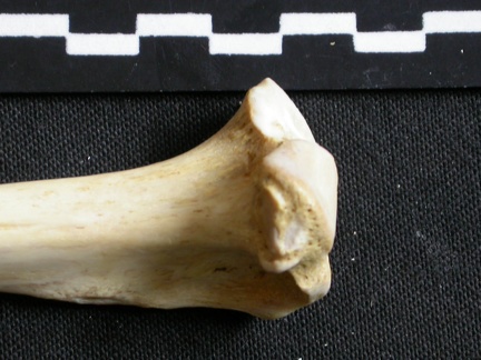 Tibia : partie proximale (6791 visites) Gulo gulo - Mâle - Adulte - Élément droitCollection : Département d'Ostéologie du Musée Nation... Tibia : partie proximale