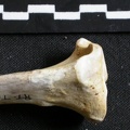 Tibia : partie proximale (6803 visites) Gulo gulo - Mâle - Adulte - Élément droitCollection : Département d'Ostéologie du Musée Nation... Tibia : partie proximale