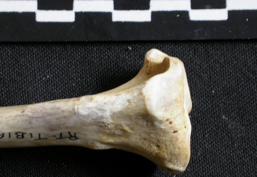 Tibia : partie proximale (6786 visites) Gulo gulo - Mâle - Adulte - Élément droitCollection : Département d'Ostéologie du Musée Nation... Tibia : partie proximale