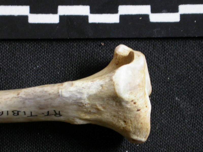 Tibia: proximale part (6792 visits) Gulo gulo - Male - Adult - Right elementCollection: Department d'Osteology of National Museum of Ke... Tibia: proximale part