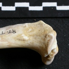Tibia : partie proximale (6776 visites) Gulo gulo - Mâle - Adulte - Élément droitCollection : Département d'Ostéologie du Musée Nation... Tibia : partie proximale