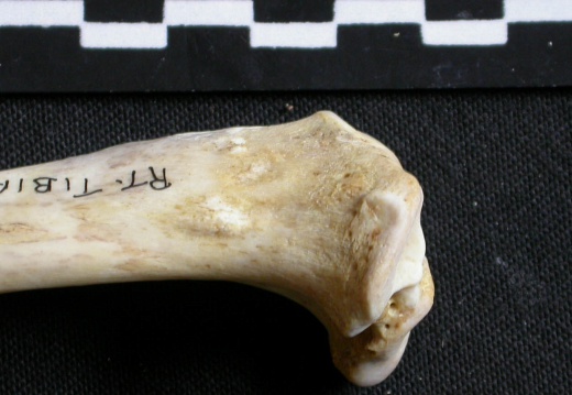 Tibia : partie proximale (6621 visites) Gulo gulo - Mâle - Adulte - Élément droitCollection : Département d'Ostéologie du Musée Nation... Tibia : partie proximale