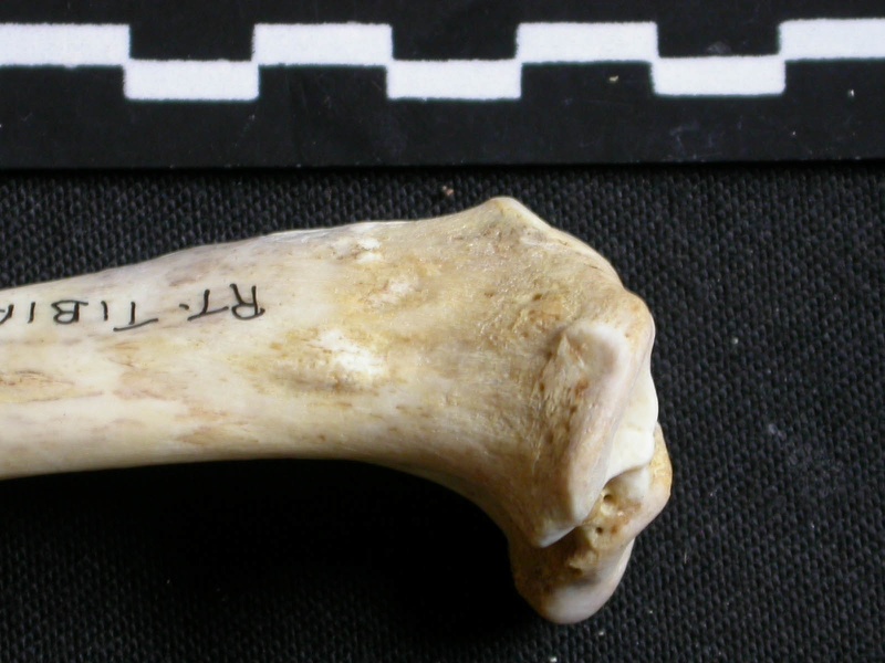 Tibia: proximale part (6633 visits) Gulo gulo - Male - Adult - Right elementCollection: Department d'Osteology of National Museum of Ke... Tibia: proximale part