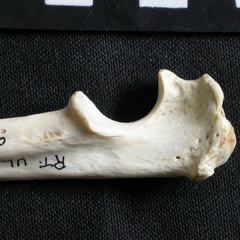 Ulna : partie proximale (7047 visites) Gulo gulo - Mâle - Adulte - Élément droitCollection : Département d'Ostéologie du Musée Nation... Ulna : partie proximale