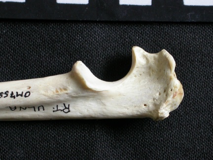 Ulna : partie proximale (7055 visites) Gulo gulo - Mâle - Adulte - Élément droitCollection : Département d'Ostéologie du Musée Nation... Ulna : partie proximale