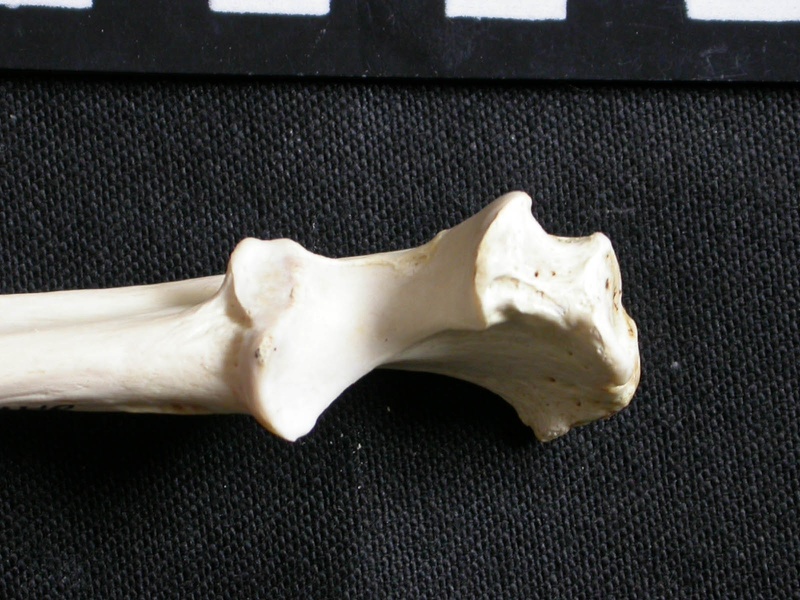 Ulna : partie proximale (7077 visites) Gulo gulo - Mâle - Adulte - Élément droitCollection : Département d'Ostéologie du Musée Nation... Ulna : partie proximale
