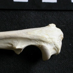Ulna : partie proximale (7201 visites) Gulo gulo - Mâle - Adulte - Élément droitCollection : Département d'Ostéologie du Musée Nation... Ulna : partie proximale