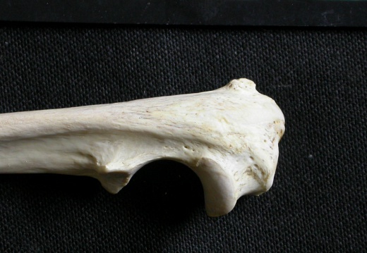 Ulna : partie proximale (7199 visites) Gulo gulo - Mâle - Adulte - Élément droitCollection : Département d'Ostéologie du Musée Nation... Ulna : partie proximale
