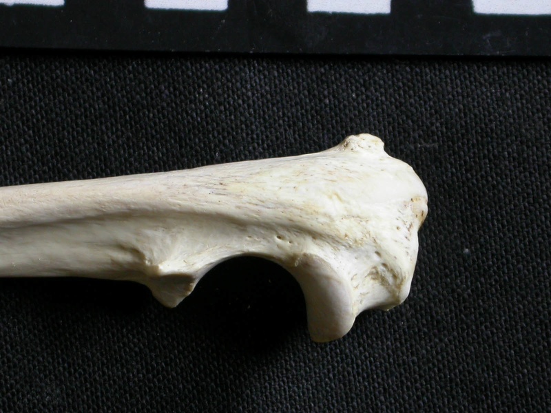 Ulna : partie proximale (7204 visites) Gulo gulo - Mâle - Adulte - Élément droitCollection : Département d'Ostéologie du Musée Nation... Ulna : partie proximale
