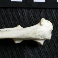 Ulna : partie proximale (9108 visites) Gulo gulo - Mâle - Adulte - Élément droitCollection : Département d'Ostéologie du Musée Nation... Ulna : partie proximale