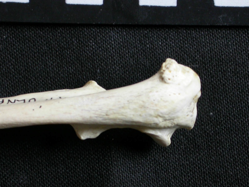 Ulna : partie proximale (9109 visites) Gulo gulo - Mâle - Adulte - Élément droitCollection : Département d'Ostéologie du Musée Nation... Ulna : partie proximale