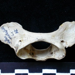 Atlas (15364 visites) Meles meles - AdulteCollection : J.-P. Brugal (Id:C1) - Pays : Lot, France
Atlas