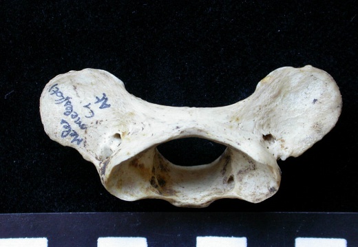 Atlas (15349 visites) Meles meles - AdulteCollection : J.-P. Brugal (Id:C1) - Pays : Lot, France
Atlas