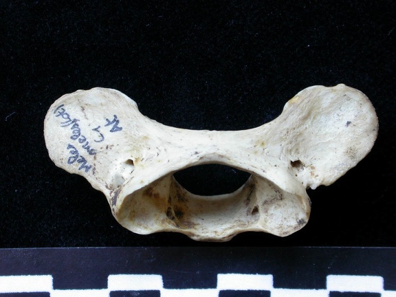 Atlas (15362 visites) Meles meles - AdulteCollection : J.-P. Brugal (Id:C1) - Pays : Lot, France
Atlas