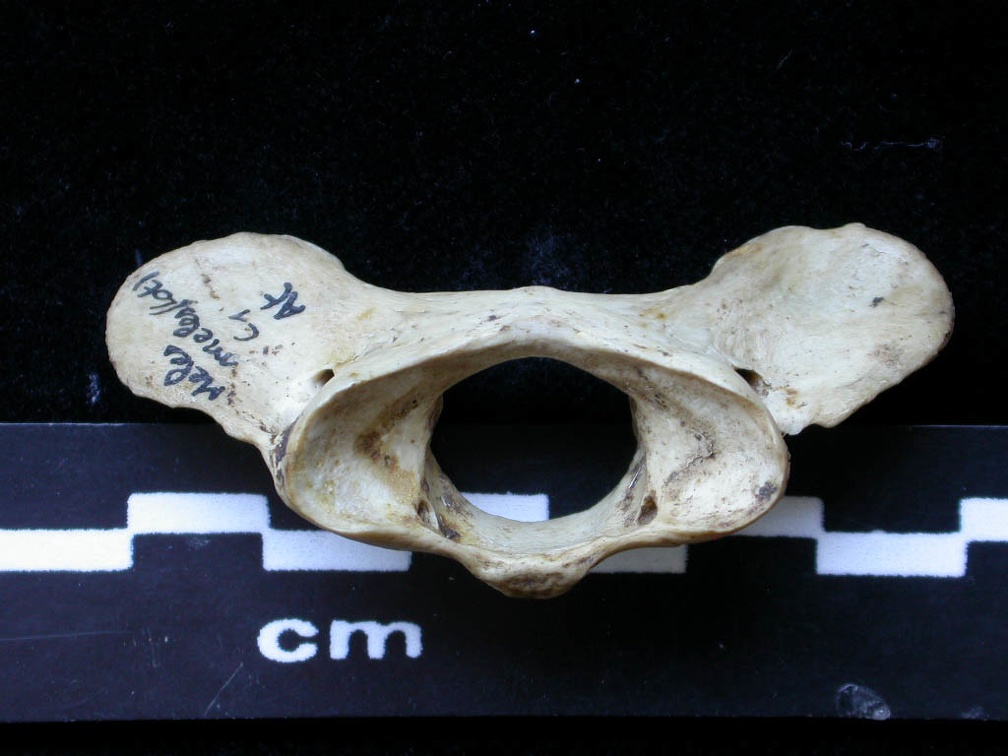 Atlas (14624 visites) Meles meles - AdulteCollection : J.-P. Brugal (Id:C1) - Pays : Lot, France
Atlas