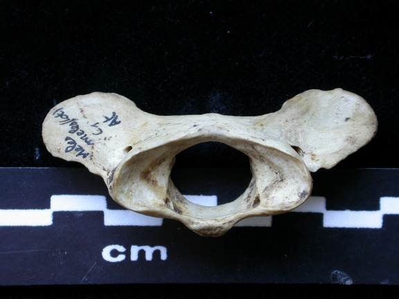 Atlas (14622 visites) Meles meles - AdulteCollection : J.-P. Brugal (Id:C1) - Pays : Lot, France
Atlas
