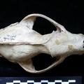 Skull: frontal sight