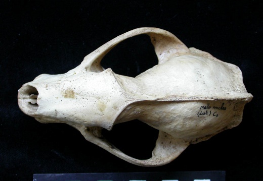 Skull: frontal sight