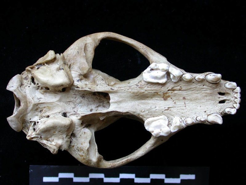Skull: ventral sight (8330 visits) Meles meles - AdultCollection: J.-P. Brugal (Id:C1) - Country : Lot, France Skull: ventral sight
