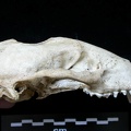 Skull: right side sight