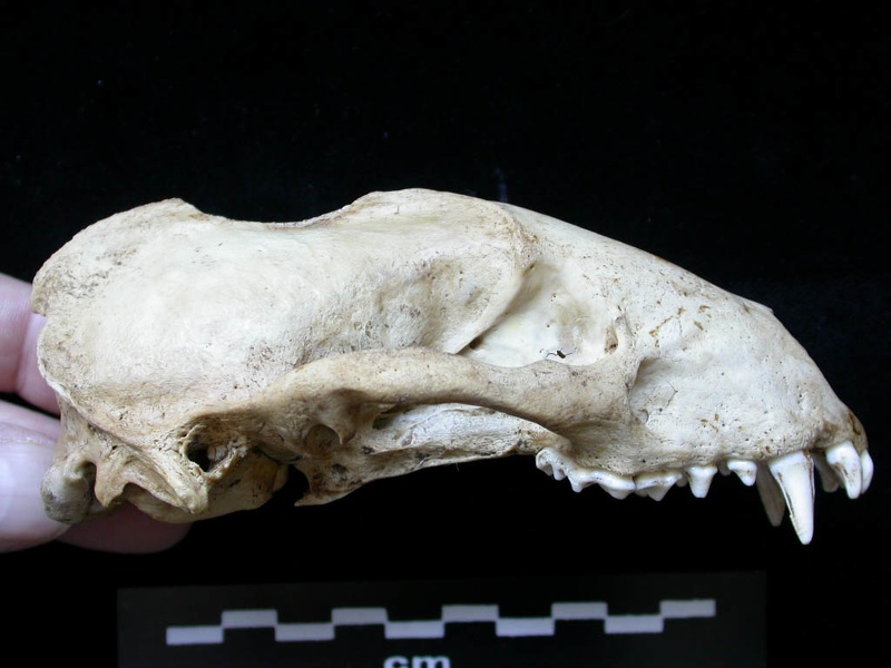 Skull: right side sight (7610 visits) Meles meles - AdultCollection: J.-P. Brugal (Id:C1) - Country : Lot, France Skull: right side sight