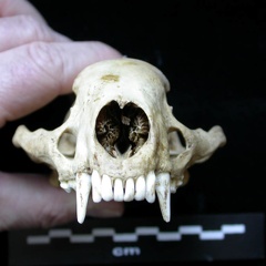 Skull: anterior view