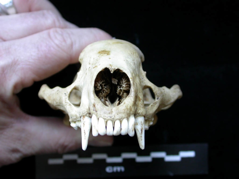 Skull: anterior view (7703 visits) Meles meles - AdultCollection: J.-P. Brugal (Id:C1) - Country : Lot, France Skull: anterior view