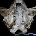 Skull: ventral sight