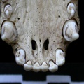 Crâne : os incisif