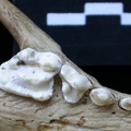 Dentition supérieure (6633 visites) Meles meles - AdulteCollection : J.-P. Brugal (Id:C1) - Pays : Lot, France
Dentition supérieure