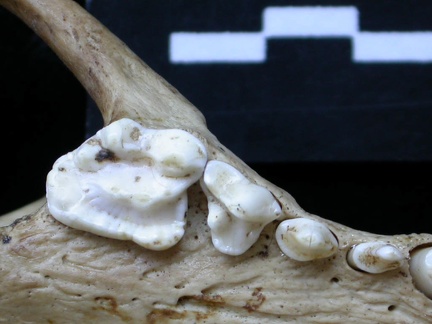 Dentition supérieure (6609 visites) Meles meles - AdulteCollection : J.-P. Brugal (Id:C1) - Pays : Lot, France
Dentition supérieure