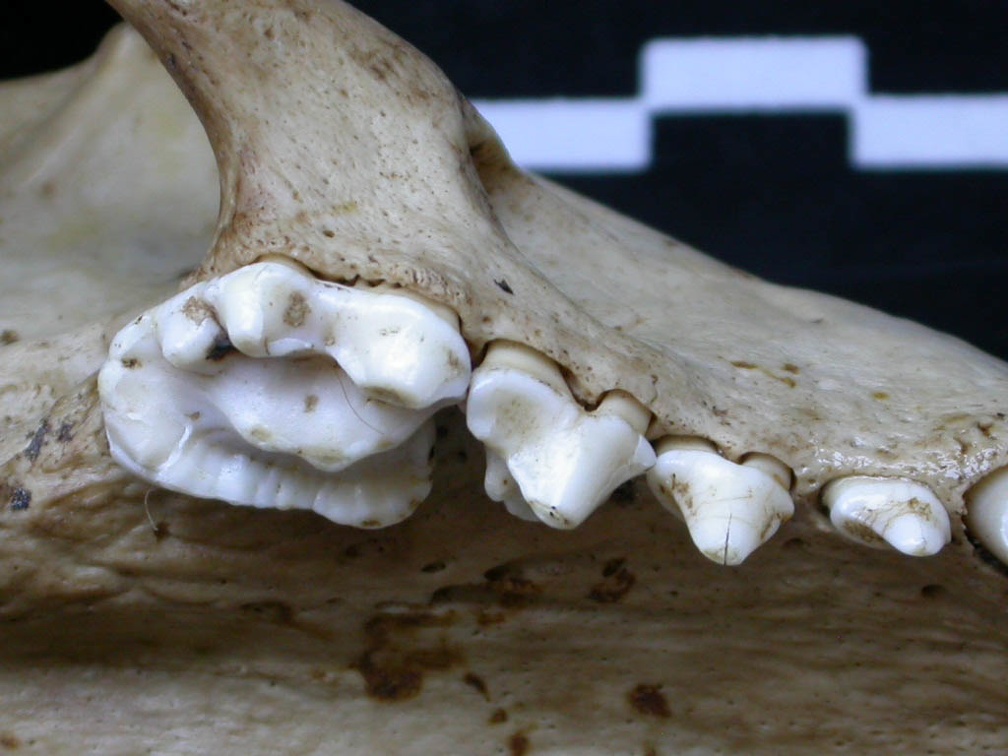 Dentition supérieure (6536 visites) Meles meles - AdulteCollection : J.-P. Brugal (Id:C1) - Pays : Lot, France
Dentition supérieure