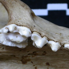 Dentition supérieure (6543 visites) Meles meles - AdulteCollection : J.-P. Brugal (Id:C1) - Pays : Lot, France
Dentition supérieure