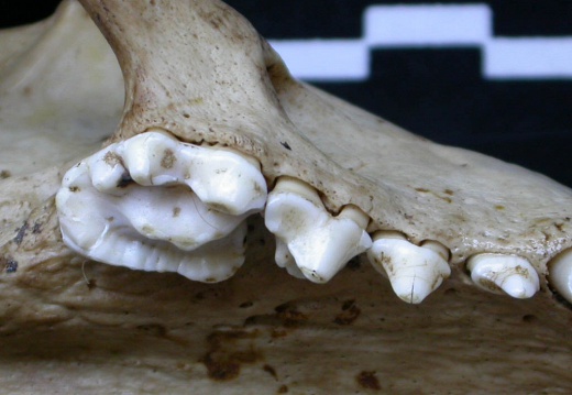 Dentition supérieure (6535 visites) Meles meles - AdulteCollection : J.-P. Brugal (Id:C1) - Pays : Lot, France
Dentition supérieure