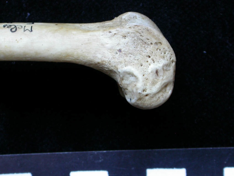 Femur: distal part (6824 visits) Meles meles - Adult - Right elementCollection: J.-P. Brugal (Id:C1) - Country : Lot, France Femur: distal part