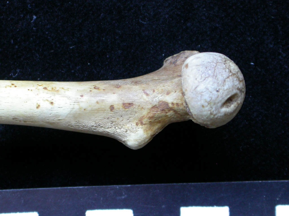 Femur: proximale part (2739 visits) Meles meles - Adult - Right elementCollection: J.-P. Brugal (Id:C1) - Country : Lot, France Femur: proximale part