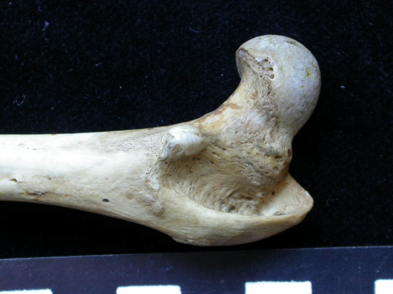 Femur: proximale part (6174 visits) Meles meles - Adult - Right elementCollection: J.-P. Brugal (Id:C1) - Country : Lot, France Femur: proximale part
