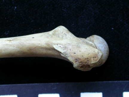 Femur: proximale part (6122 visits) Meles meles - Adult - Right elementCollection: J.-P. Brugal (Id:C1) - Country : Lot, France Femur: proximale part