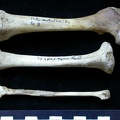 Fémur, tibia et fibula (10996 visites) Meles meles - Adulte - Éléments droitsCollection : J.-P. Brugal (Id:C1) - Pays : Lot, France
Fémur, tibia et fibula