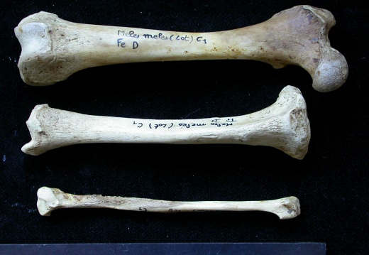  Femur, tibia and fibula