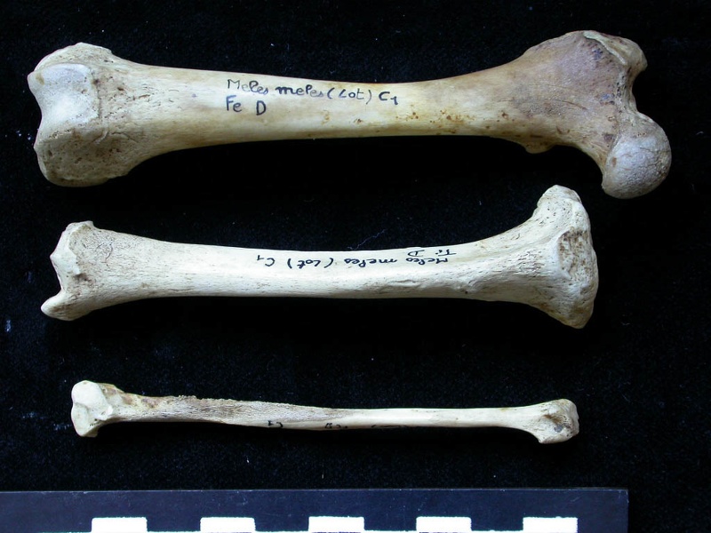 Fémur, tibia et fibula (10849 visites) Meles meles - Adulte - Éléments droitsCollection : J.-P. Brugal (Id:C1) - Pays : Lot, France
Fémur, tibia et fibula