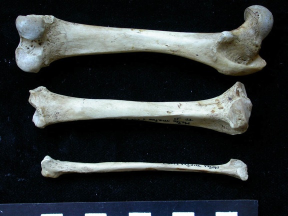 Fémur, tibia et fibula (10995 visites) Meles meles - Adulte - Éléments droitsCollection : J.-P. Brugal (Id:C1) - Pays : Lot, France
Fémur, tibia et fibula