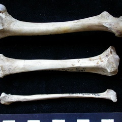 Fémur, tibia et fibula (10582 visites) Meles meles - Adulte - Éléments droitsCollection : J.-P. Brugal (Id:C1) - Pays : Lot, France
Fémur, tibia et fibula