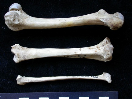 Femur, tibia and fibula (10547 visits) Meles meles - Adult - Right elementsCollection: J.-P. Brugal (Id:C1) - Country : Lot, France Femur, tibia and fibula