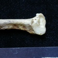 Fibula : partie distale (6555 visites) Meles meles - Adulte - Élément droitCollection : J.-P. Brugal (Id:C1) - Pays : Lot, France
Fibula : partie distale