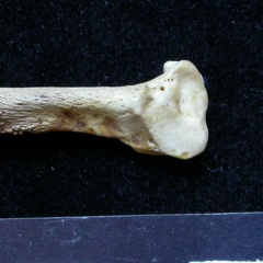 Fibula : partie distale (6557 visites) Meles meles - Adulte - Élément droitCollection : J.-P. Brugal (Id:C1) - Pays : Lot, France
Fibula : partie distale